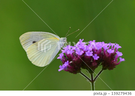 モンシロチョウ(Small Cabbage White) 139279436