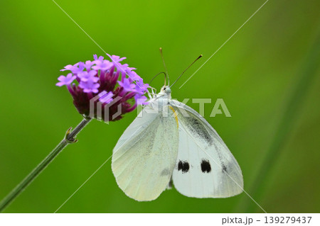モンシロチョウ(Small Cabbage White) モンシロチョウ(Small Cabbage White) 139279437