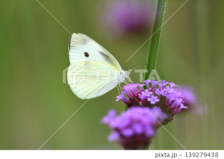 モンシロチョウ(Small Cabbage White) モンシロチョウ(Small Cabbage White) 139279438