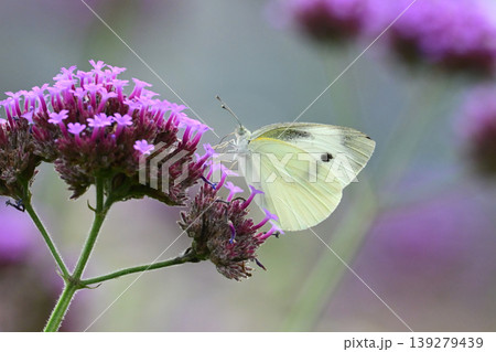 モンシロチョウ(Small Cabbage White) 139279439