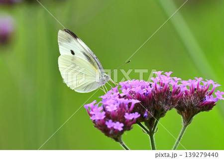 モンシロチョウ(Small Cabbage White) モンシロチョウ(Small Cabbage White) 139279440