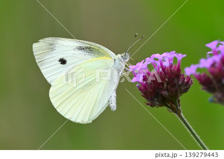 モンシロチョウ(Small Cabbage White) モンシロチョウ(Small Cabbage White) 139279443