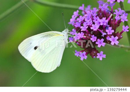 モンシロチョウ(Small Cabbage White) 139279444