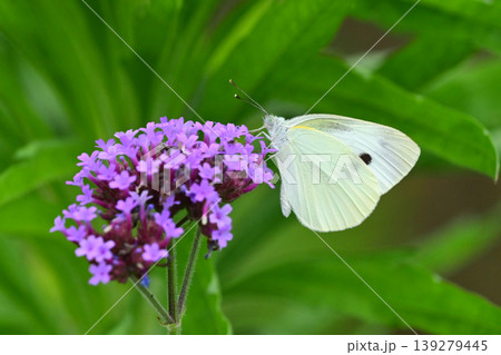 モンシロチョウ(Small Cabbage White) 139279445