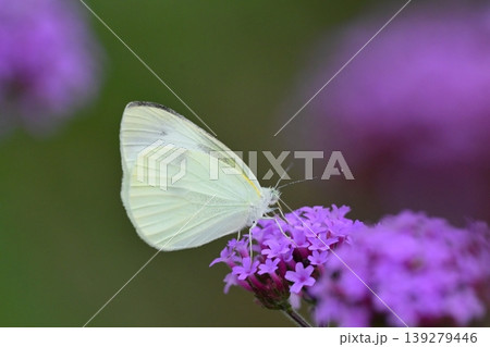 モンシロチョウ(Small Cabbage White) モンシロチョウ(Small Cabbage White) 139279446