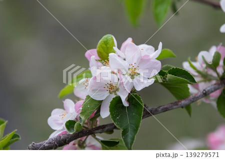 林檎の花 林檎の花 139279571