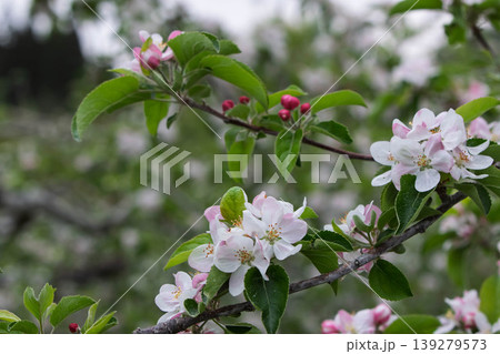 林檎の花 林檎の花 139279573