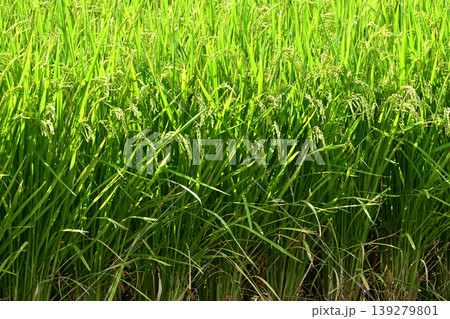 コメ(稲作)イメージ (rice field image) コメ(稲作)イメージ (rice field image) 139279801