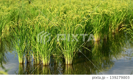 コメ(稲作)イメージ (rice field image) コメ(稲作)イメージ (rice field image) 139279803