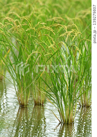 コメ(稲作)イメージ (rice field image) コメ(稲作)イメージ (rice field image) 139279807