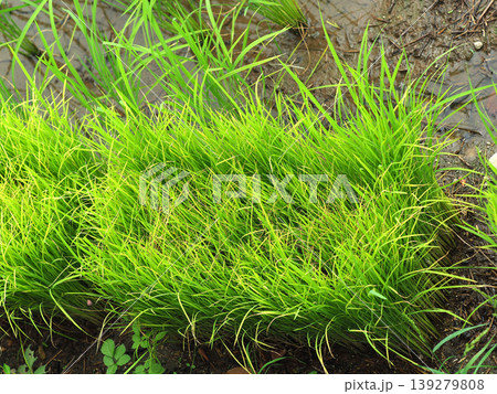 コメ(稲作)イメージ (rice field image) 139279808