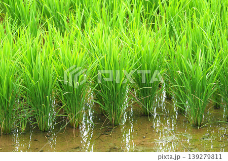 コメ(稲作)イメージ (rice field image) コメ(稲作)イメージ (rice field image) 139279811
