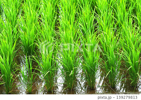 コメ(稲作)イメージ (rice field image) 139279813