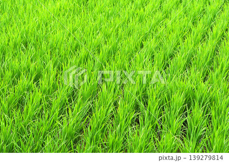 コメ(稲作)イメージ (rice field image) 139279814