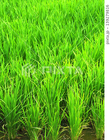 コメ(稲作)イメージ (rice field image) コメ(稲作)イメージ (rice field image) 139279816