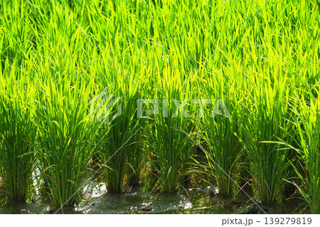 コメ(稲作)イメージ (rice field image) コメ(稲作)イメージ (rice field image) 139279819