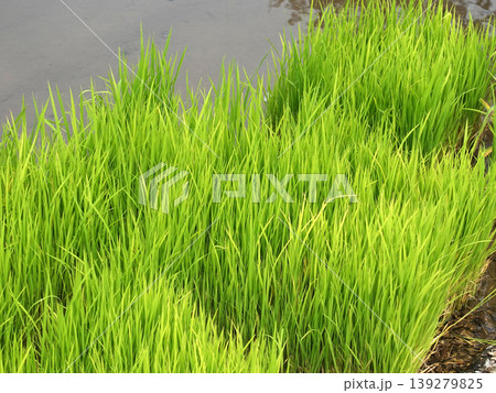 コメ(稲作)イメージ (rice field image) コメ(稲作)イメージ (rice field image) 139279825