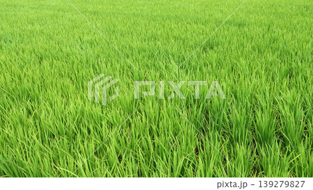 コメ(稲作)イメージ (rice field image) コメ(稲作)イメージ (rice field image) 139279827