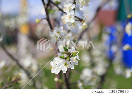Blossoming apple tree branch with delicate white flowers and pink buds. Spring bloom in a country garden. 139279989