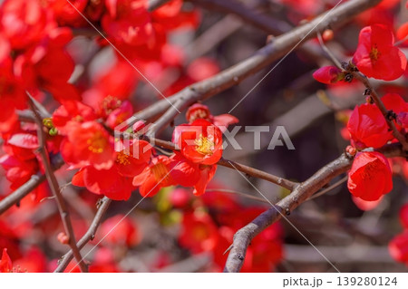 柔らかな背景に浮かぶ美しいボケの花のクローズアップ 柔らかな背景に浮かぶ美しいボケの花のクローズアップ 139280124