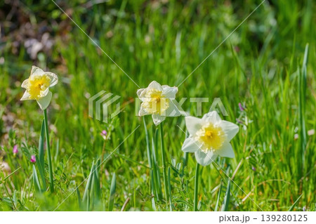 春の陽気に咲く美しいスイセンの花 春の陽気に咲く美しいスイセンの花 139280125