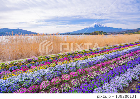 （山梨県）色とりどりの花が綺麗な河口湖大石公園から富士山 139280131