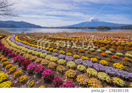 (山梨県)色とりどりの花が綺麗な河口湖大石公園から富士山 (山梨県)色とりどりの花が綺麗な河口湖大石公園から富士山 139280136