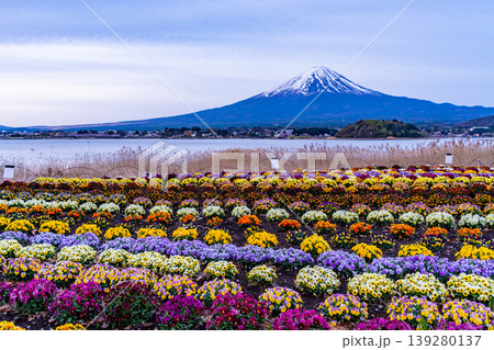 (山梨県)色とりどりの花が綺麗な河口湖大石公園から富士山 (山梨県)色とりどりの花が綺麗な河口湖大石公園から富士山 139280137