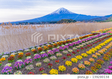 (山梨県)色とりどりの花が綺麗な河口湖大石公園から富士山 (山梨県)色とりどりの花が綺麗な河口湖大石公園から富士山 139280138