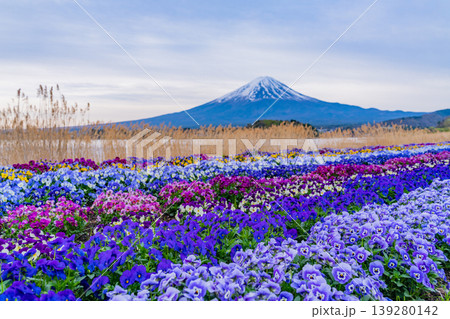 (山梨県)色とりどりの花が綺麗な河口湖大石公園から富士山 (山梨県)色とりどりの花が綺麗な河口湖大石公園から富士山 139280142