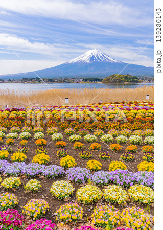 （山梨県）色とりどりの花が綺麗な河口湖大石公園から富士山 139280143