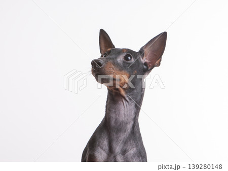 ミニチュアピンシャー子犬白バック 139280148