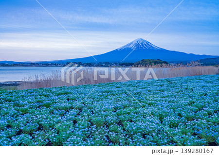 (山梨県)ネモフィラが美しい河口湖大石公園から富士山 (山梨県)ネモフィラが美しい河口湖大石公園から富士山 139280167