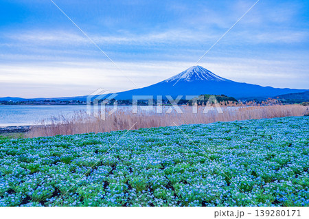 （山梨県）ネモフィラが美しい河口湖大石公園から富士山 139280171
