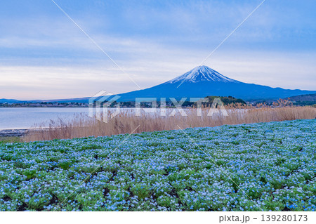 (山梨県)ネモフィラが美しい河口湖大石公園から富士山 (山梨県)ネモフィラが美しい河口湖大石公園から富士山 139280173
