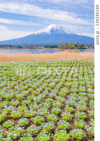 (山梨県)ネモフィラが美しい河口湖大石公園から富士山 (山梨県)ネモフィラが美しい河口湖大石公園から富士山 139280189