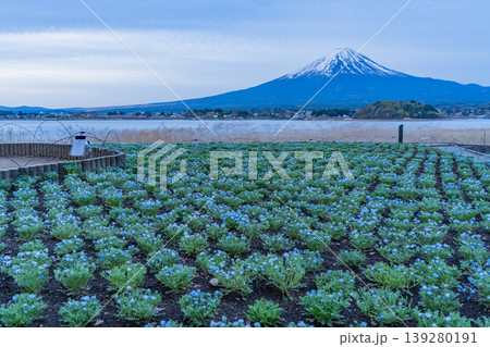 (山梨県)ネモフィラが美しい河口湖大石公園から富士山 (山梨県)ネモフィラが美しい河口湖大石公園から富士山 139280191