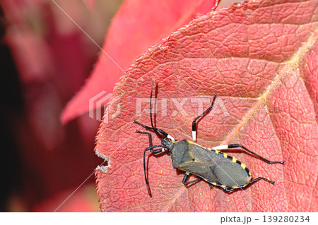 ニシキギの葉に止まるキバラヘリカメムシ 139280234