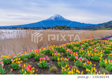 (山梨県)カラフルなチューリップが咲いた河口湖大石公園から富士山 (山梨県)カラフルなチューリップが咲いた河口湖大石公園から富士山 139280244