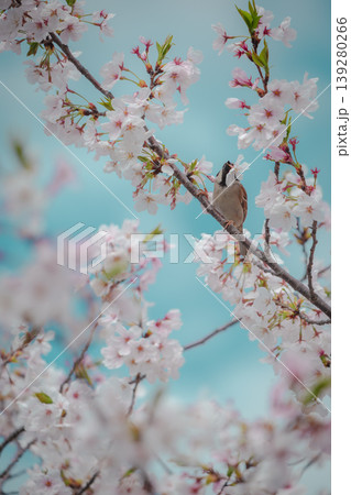満開の桜とスズメ　青空バックの春らしい一瞬 139280266