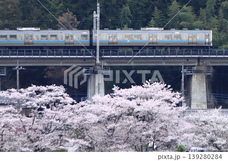 眼下に咲き誇る桜に見送られて早朝の中央東線を走行する211系電車_2026/4/11撮影 139280284