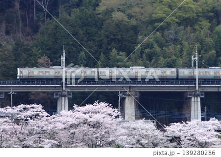 眼下に咲き誇る桜に見送られて早朝の中央東線を走行する211系電車_2026/4/11撮影 139280286