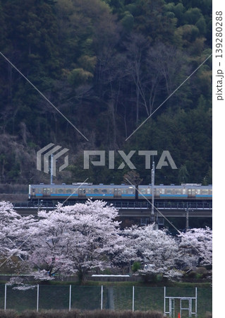 眼下に咲き誇る桜に見送られて早朝の中央東線を走行する211系電車_2026/4/11撮影 眼下に咲き誇る桜に見送られて早朝の中央東線を走行する211系電車_2026/4/11撮影 139280288