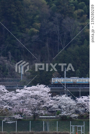 眼下に咲き誇る桜に見送られて早朝の中央東線を走行する211系電車_2026/4/11撮影 眼下に咲き誇る桜に見送られて早朝の中央東線を走行する211系電車_2026/4/11撮影 139280289