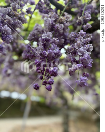 垂れ下がる藤の花 139280291