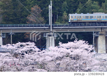 眼下に咲き誇る桜に見送られて早朝の中央東線を走行する211系電車_2026/4/11撮影 眼下に咲き誇る桜に見送られて早朝の中央東線を走行する211系電車_2026/4/11撮影 139280428