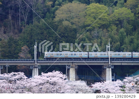 眼下に咲き誇る桜に見送られて早朝の中央東線を走行する211系電車_2026/4/11撮影 眼下に咲き誇る桜に見送られて早朝の中央東線を走行する211系電車_2026/4/11撮影 139280429