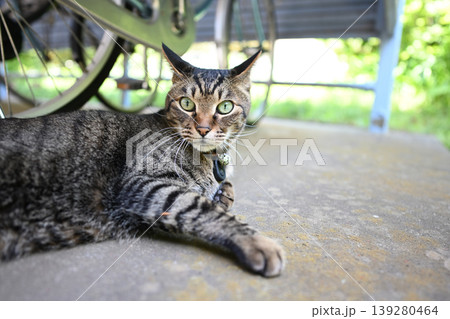 自転車置き場のキジトラ猫 自転車置き場のキジトラ猫 139280464