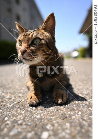 散歩中のキジトラ猫 散歩中のキジトラ猫 139280493