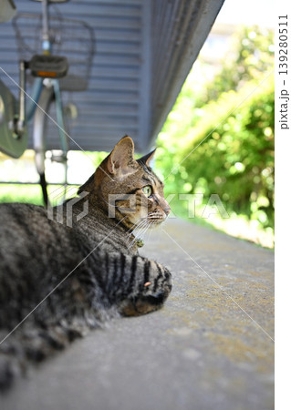 駐輪場のキジトラ猫 駐輪場のキジトラ猫 139280511